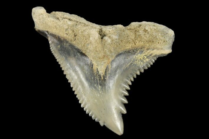 Snaggletooth Shark (Hemipristis) Tooth - Aurora, NC #180104